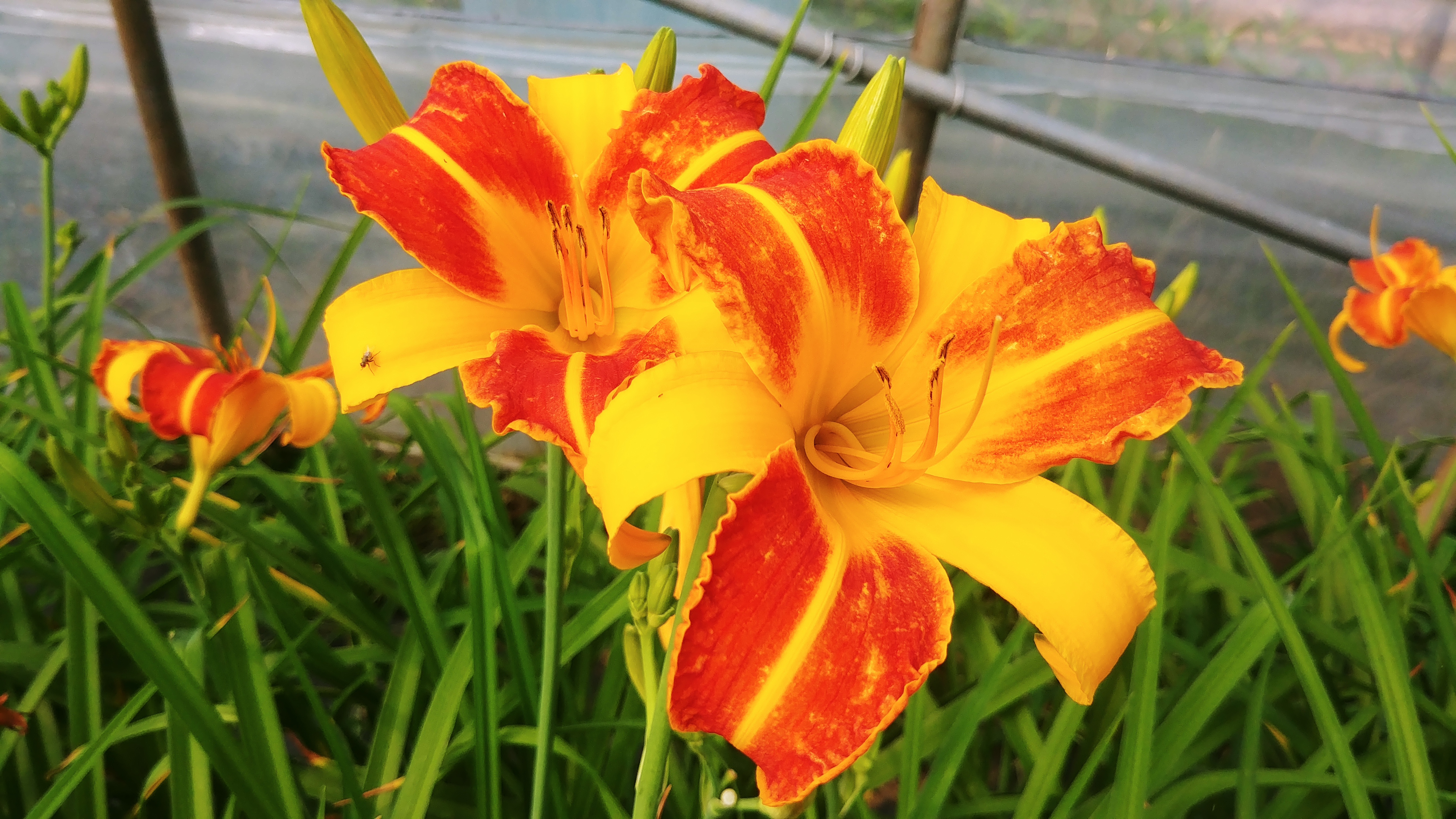 Hemerocallis 'Frans Hals'